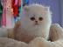 PoulaTo: PERSIAN KITTEN